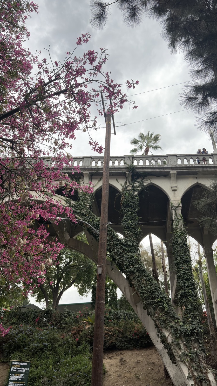 The Shakespeare Bridge seen from Monon Street, framed by a tree covered in pink flowers